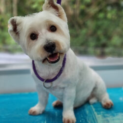 Alfie West Highland White Terrier