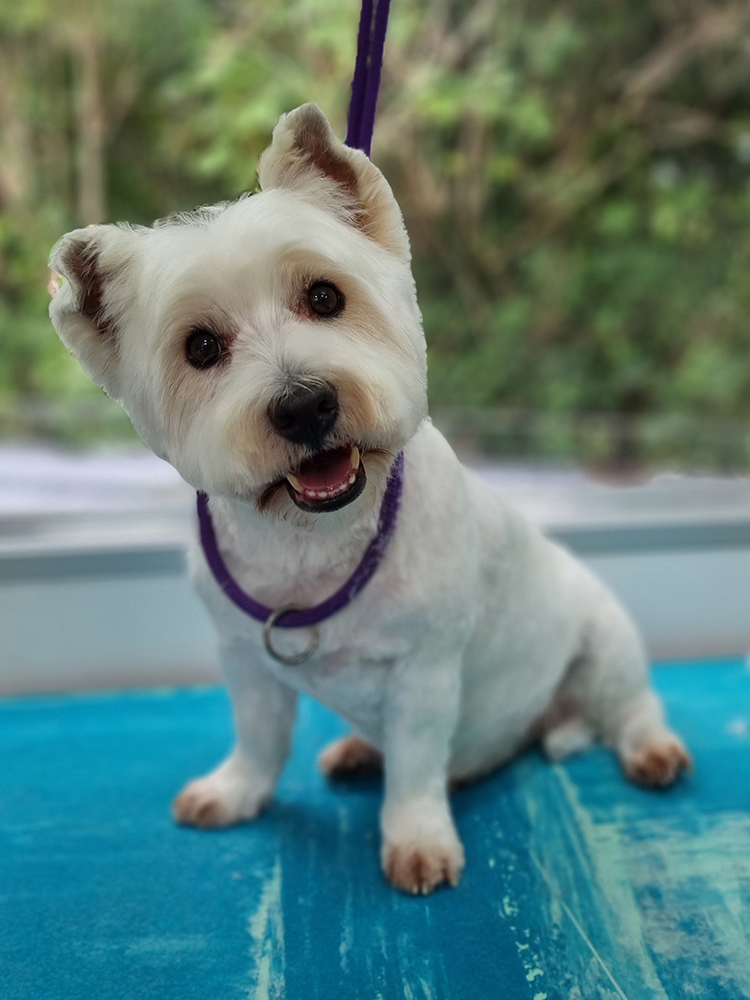 Alfie West Highland White Terrier