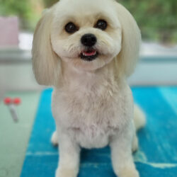 Bella Bichon Frise x Pomeranian