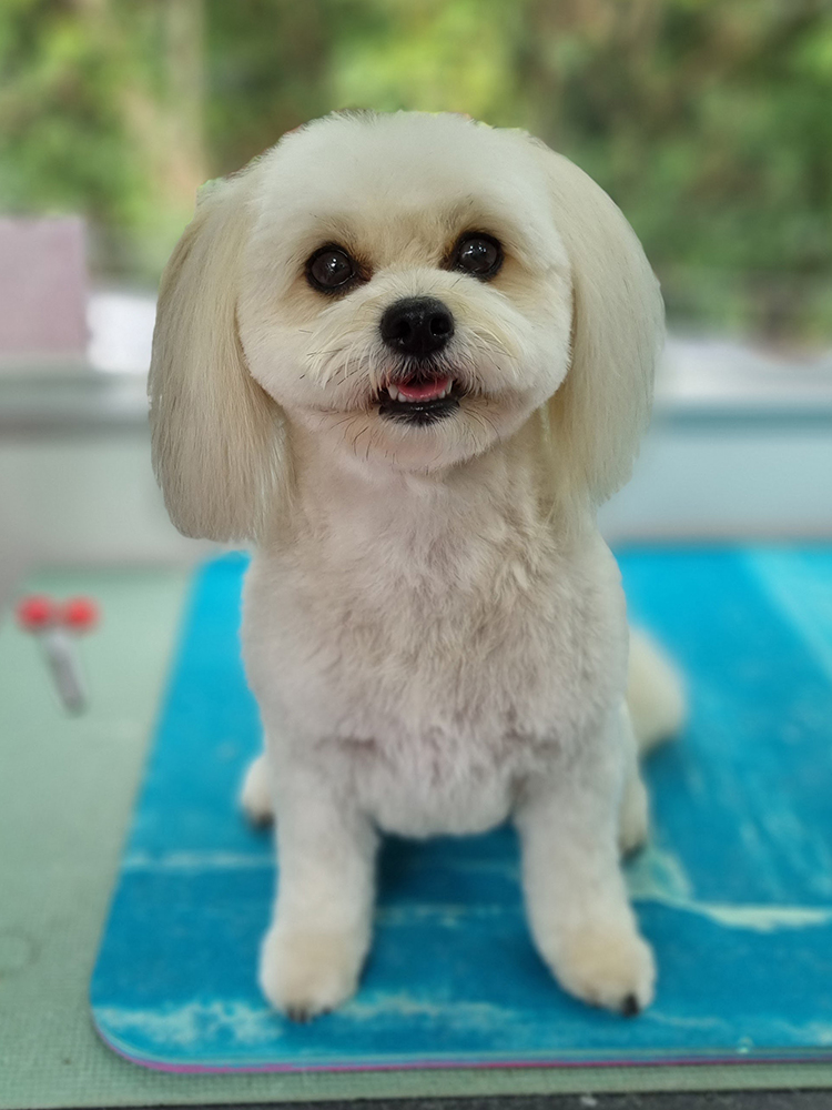 Bella Bichon Frise x Pomeranian