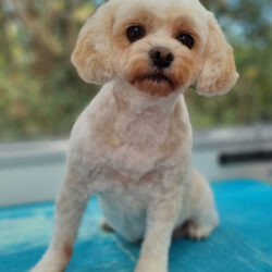 Darcie Cavachon