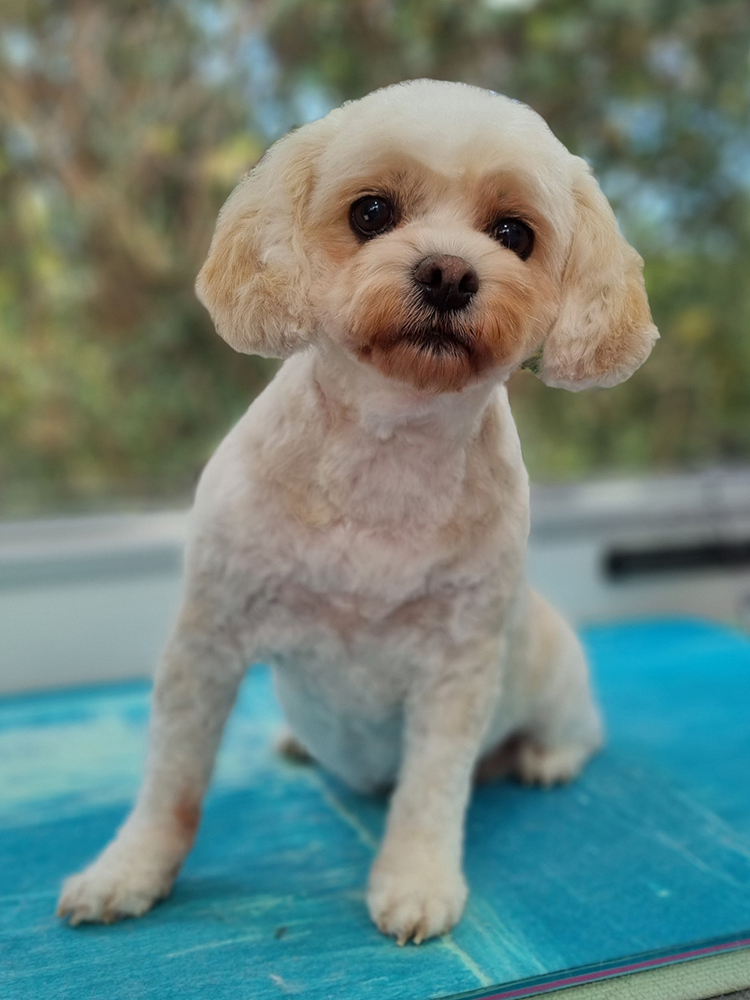 Darcie Cavachon
