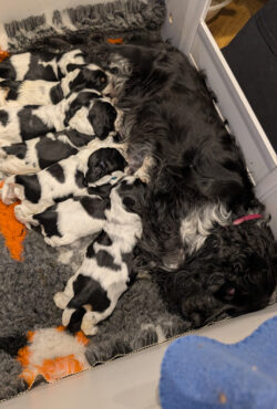 Dog Nursing Puppies