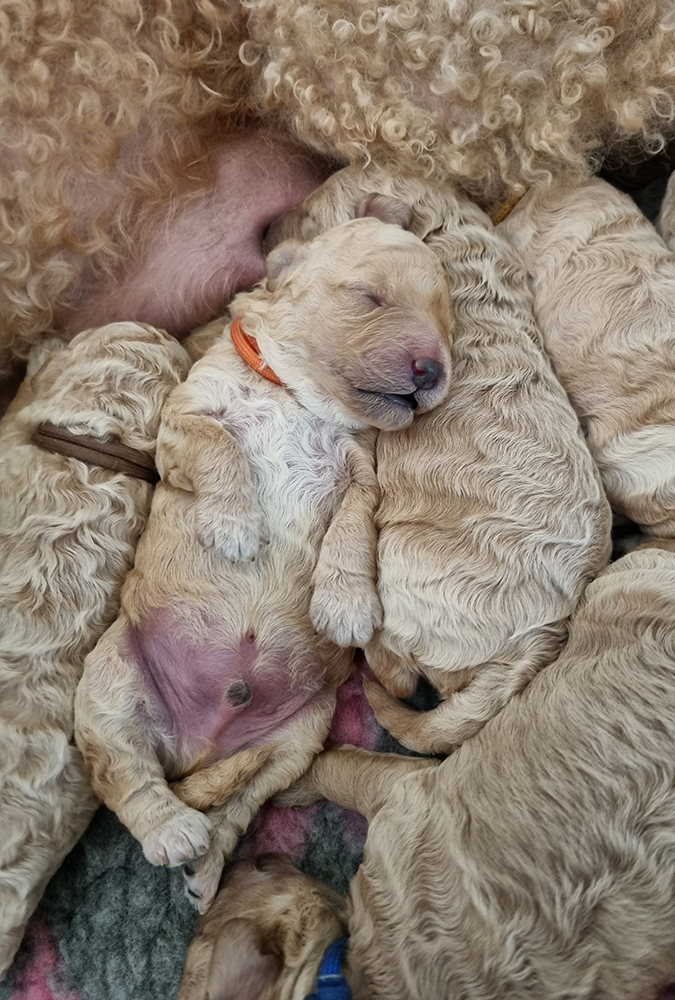 Healthy Puppies Healthy Puppies