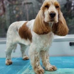 Lady Cocker Spaniel 1