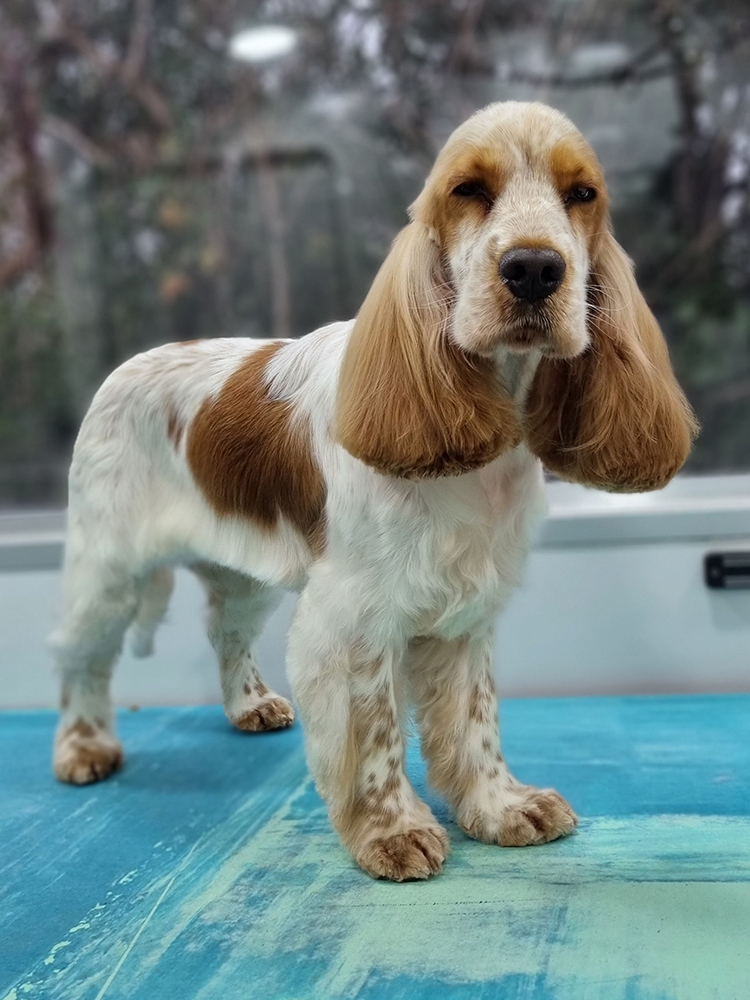 Lady Cocker Spaniel 1