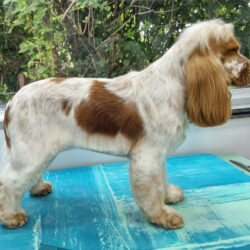 Lady Cocker Spaniel 2