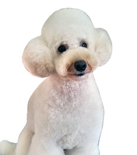 Minature Poodle Breeder Minature Poodle Breeder