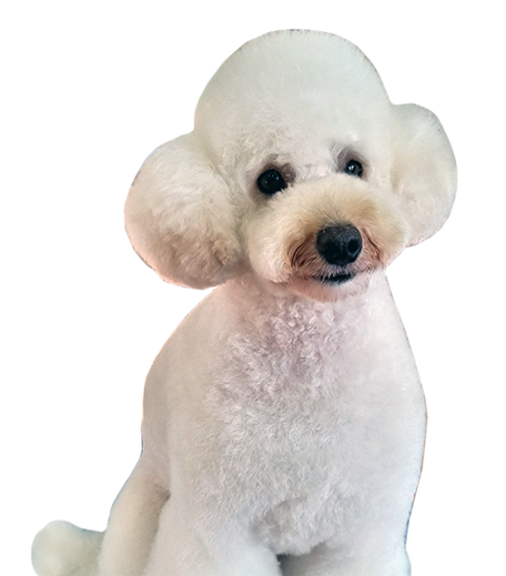 Miniature Poodle Breeder