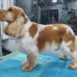 Paddy Cocker Spaniel