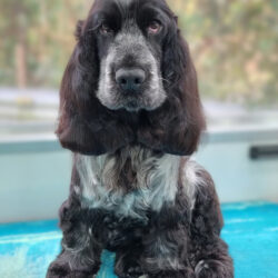 Pepper Cocker Spaniel