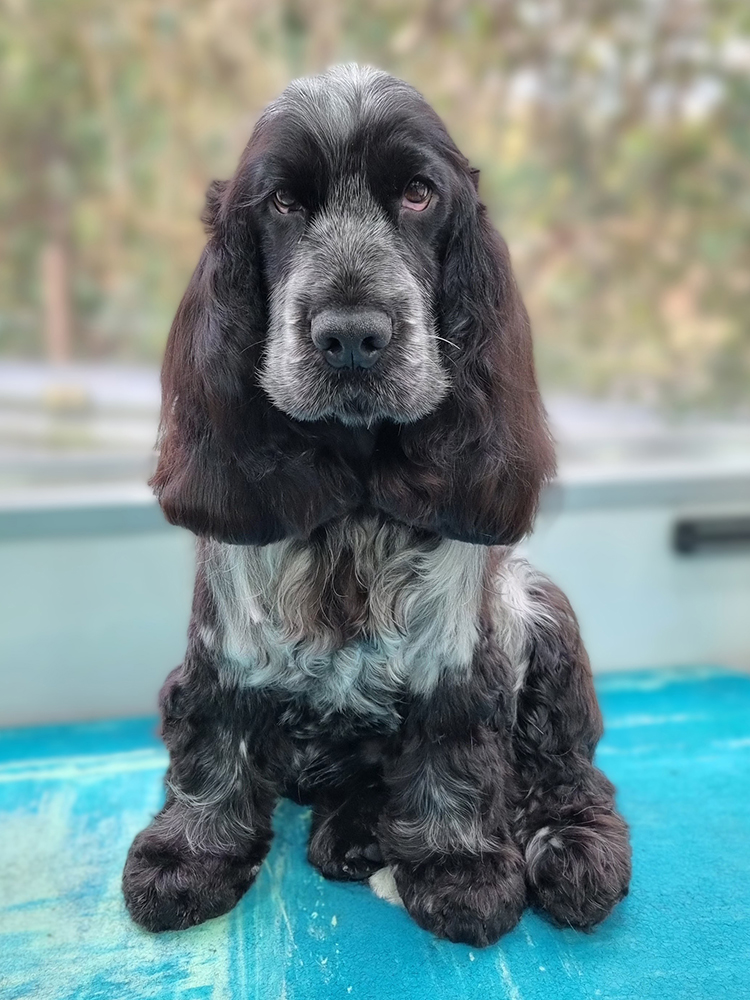 Pepper Cocker Spaniel