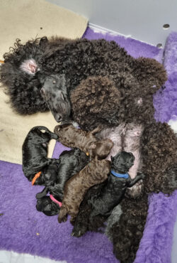 Poodle Puppies