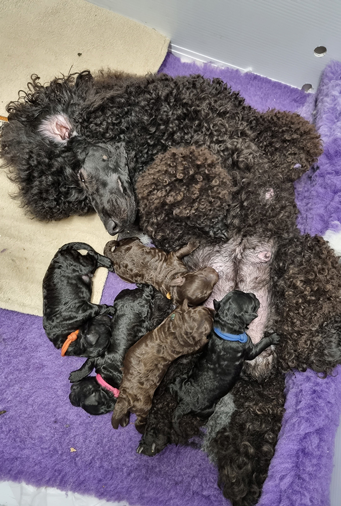 Poodle Puppies Poodle Puppies