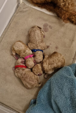 Puppies with Collars