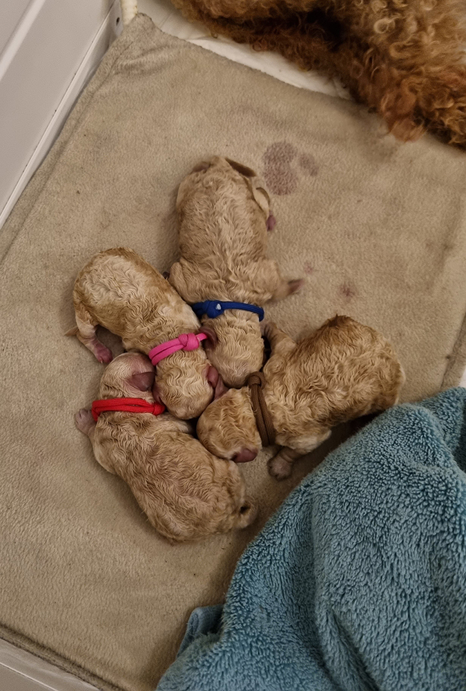 Puppies with Collars Puppies with Collars