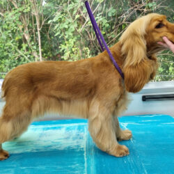 Red Cocker Spaniel