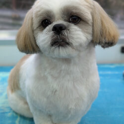 Ruby Shih Tzu
