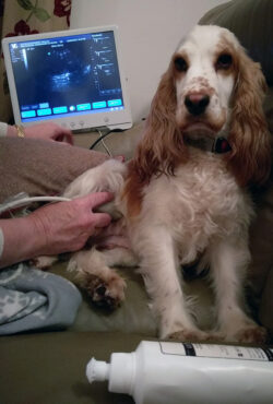 Ultrasound Scanning Dogs