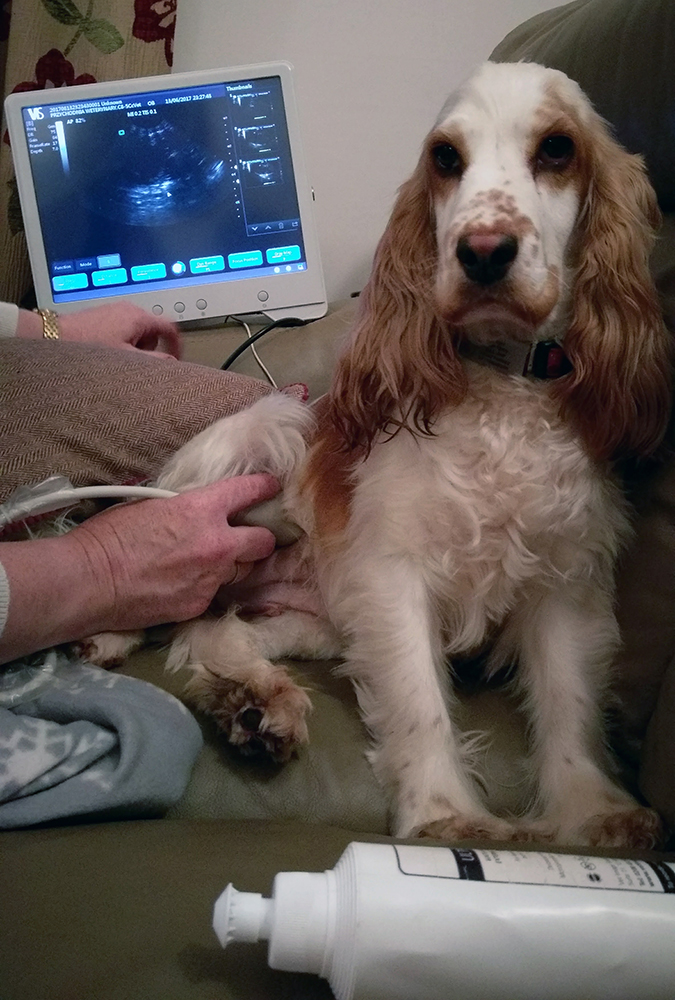 Ultrasound Scanning Dogs Ultrasound Scanning Dogs